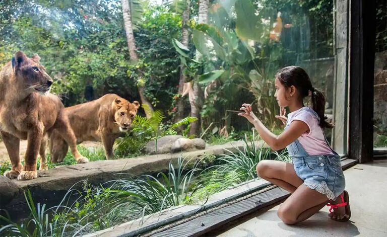 Perbedaan antara Bali Safari vs Bali Zoo, bagus mana